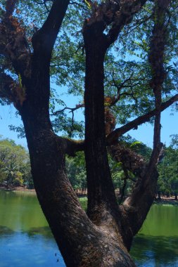 Güneşli bir sabahta gölün üzerindeki ağaç dallarının fotoğrafı.