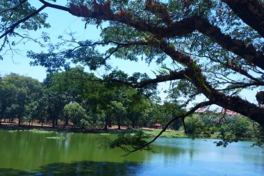 Güneşli bir sabahta gölün üzerindeki ağaç dallarının fotoğrafı.