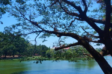 Güneşli bir sabahta gölün üzerindeki ağaç dallarının fotoğrafı.