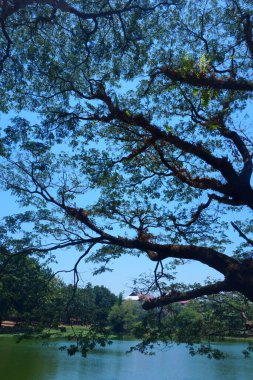 Güneşli bir sabahta gölün üzerindeki ağaç dallarının fotoğrafı.