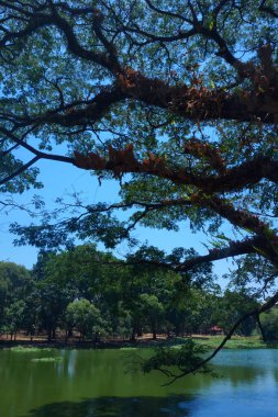 Güneşli bir sabahta gölün üzerindeki ağaç dallarının fotoğrafı.