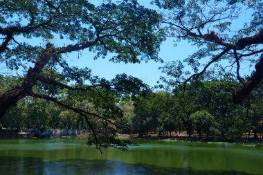 Güneşli bir sabahta gölün üzerindeki ağaç dallarının fotoğrafı.
