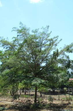 Mavi gökyüzünün altında gölgeli ağaçlar ve yeşil yapraklar