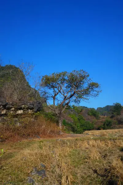 Dağların eteklerindeki ağaçların ve kuru pirinç tarlalarının fotoğrafları.