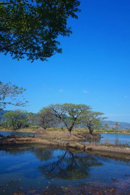 Gölgeleri yansıtan havuz kenarındaki ağaçlar.