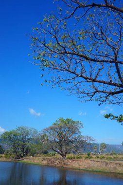 Gölgeleri yansıtan havuz kenarındaki ağaçlar.