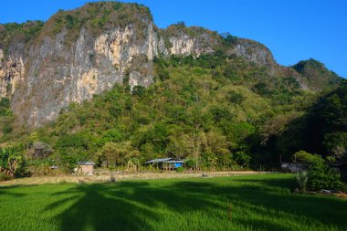 Öğleden sonra yeşil pirinç bitkilerinin olduğu pirinç tarlalarının fotoğrafı.