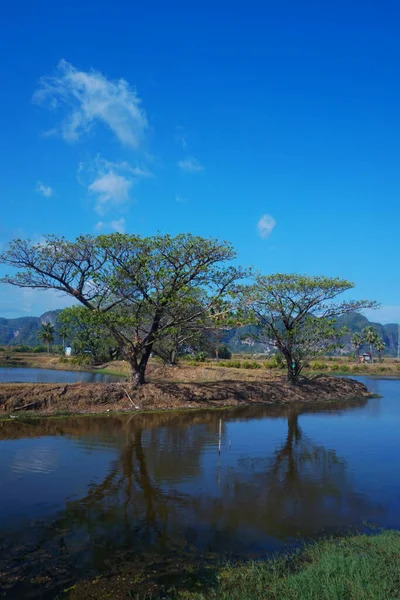 Gölgeleri yansıtan havuz kenarındaki ağaçlar.
