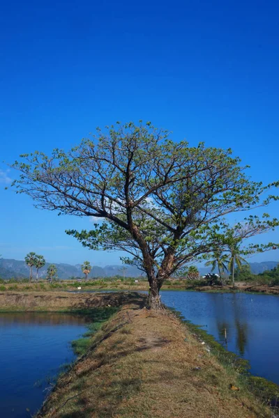 Gölgeleri yansıtan havuz kenarındaki ağaçlar.
