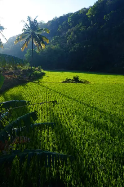 Öğleden sonra yeşil pirinç bitkilerinin olduğu pirinç tarlalarının fotoğrafı.