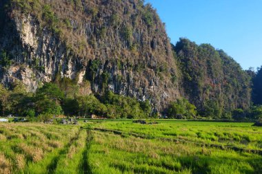 Pirinç tarlaları ve dağların manzarası, gözleri rahatlatıyor.