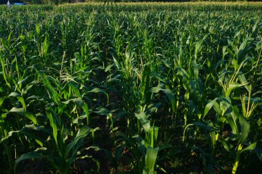 Mısır tarlaları hala yeşildir ve öğleden sonra meyve verir.