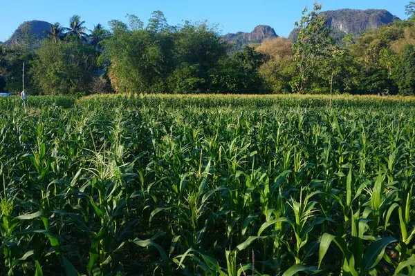 Mısır tarlaları hala yeşildir ve öğleden sonra meyve verir.
