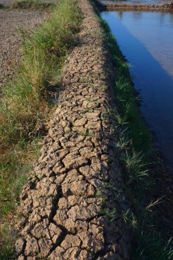 Kurak mevsimde, güneşli bir öğleden sonra Rice Field Embankment