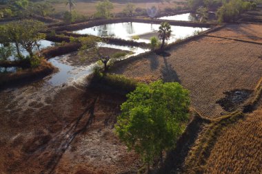 Kurak mevsim nedeniyle pirinç tarlaları ve toprak setleri kurudur.