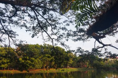 Sabahları göl manzarası ve ağaçlar