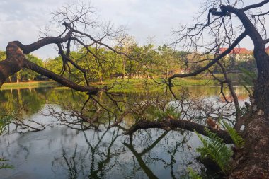 Sabahları gölün üzerindeki kuru ağaç dallarının görüntüsü