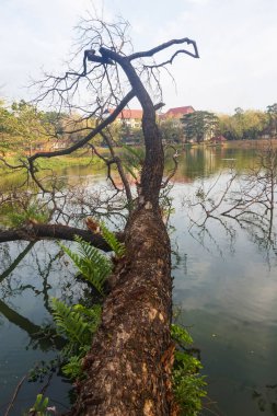 Sabahları gölün üzerindeki kuru ağaç dallarının görüntüsü