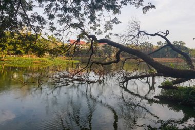 Sabahları gölün üzerindeki kuru ağaç dallarının görüntüsü