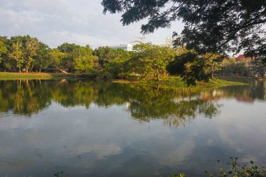 Sabahları göl manzarası ve ağaçlar