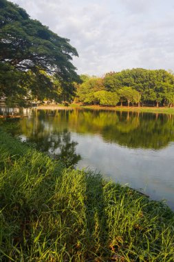 Sabahları göl manzarası ve ağaçlar