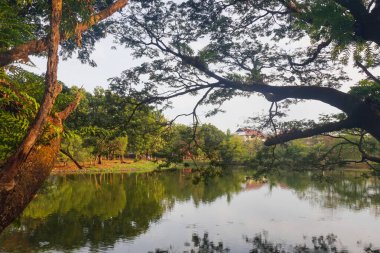Sabahları göl manzarası ve ağaçlar