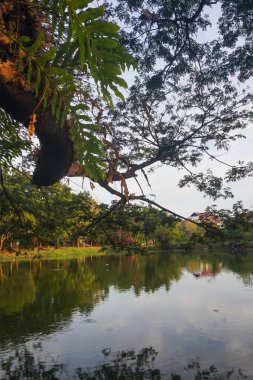Sabahları göl manzarası ve ağaçlar