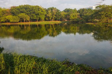 Sabahları göl manzarası ve ağaçlar