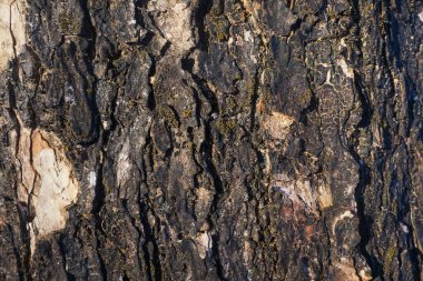 Ahşap bir ağaç gövdesinin dokusu arka plan olarak uygundur