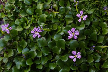 Çiçekli nilüfer çiçeğinin sudaki dokusu