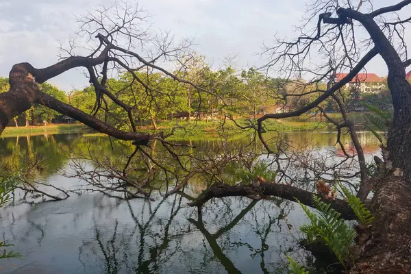 Sabahları gölün üzerindeki kuru ağaç dallarının görüntüsü