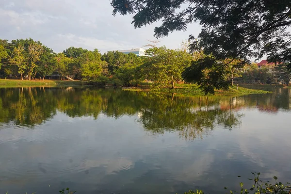 Sabahları göl manzarası ve ağaçlar