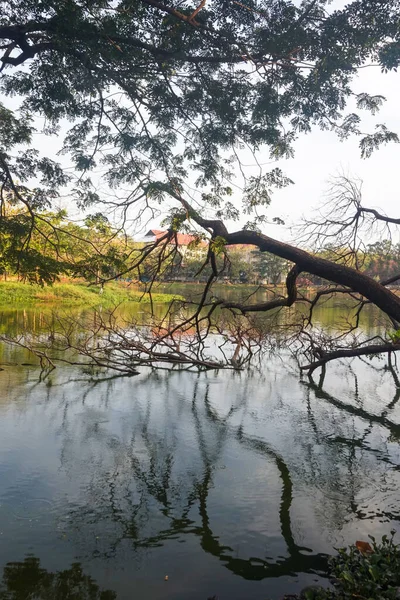 Sabahları gölün üzerindeki kuru ağaç dallarının görüntüsü