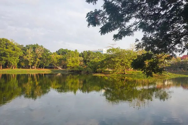 Sabahları göl manzarası ve ağaçlar