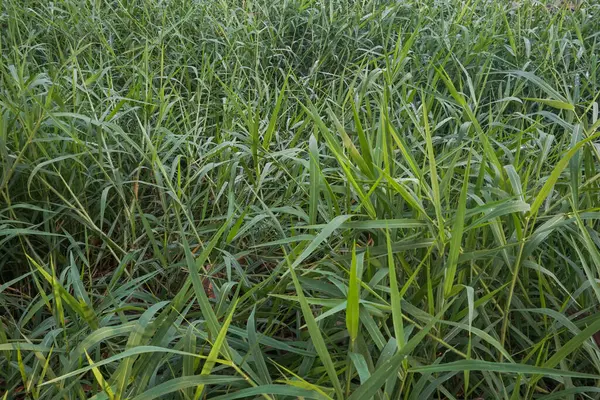 Yeşil çimen yaprağı dokusu, arkaplan için uygun