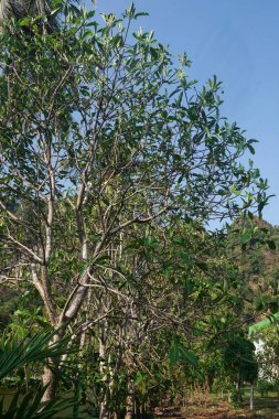 Düzenli sıralanmış ağaçlar arka planla uyuşuyor