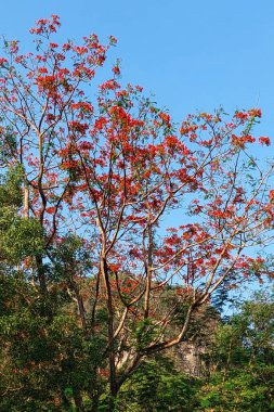 Öğleden sonra mavi gökyüzüne karşı kırmızı yapraklı ağaçlar.