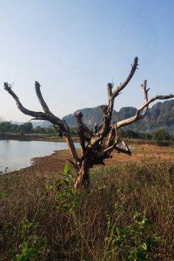 Gölün kıyısında ölü ağaçlar ve ölü otlar.