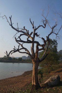 Gölün kıyısında ölü ağaçlar ve ölü otlar.