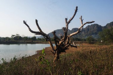 Gölün kıyısında ölü ağaçlar ve ölü otlar.