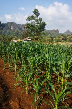 Çiftçinin bahçesinde ve patikasında yeşil mısır tarlaları