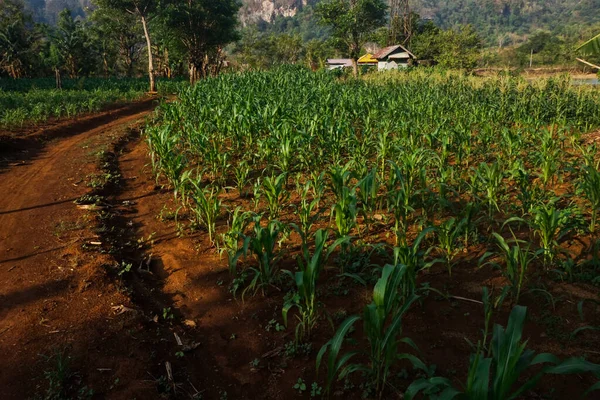Çiftçinin bahçesindeki ve patikasındaki mısır tarlaları