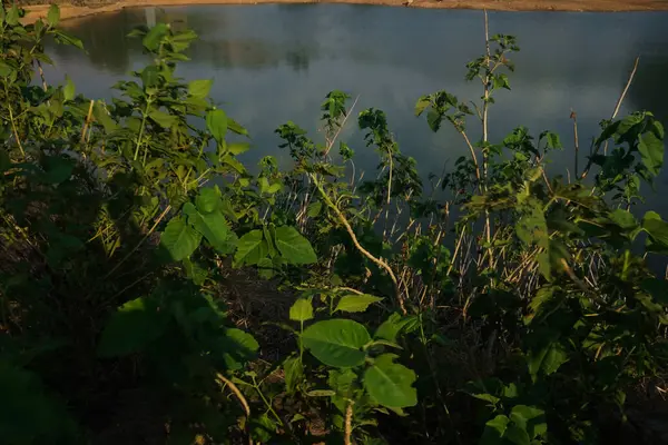 Göl kenarındaki yeşil çimlerin dokusu arka plan için uygundur.