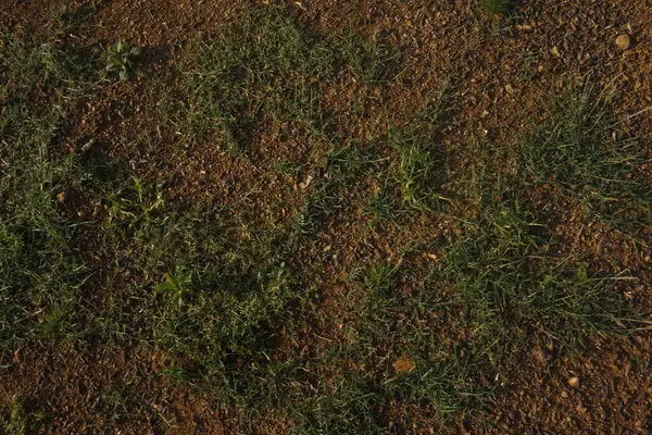 Kırmızı topraktaki yeşil çimlerin dokusu arka plan için uygundur