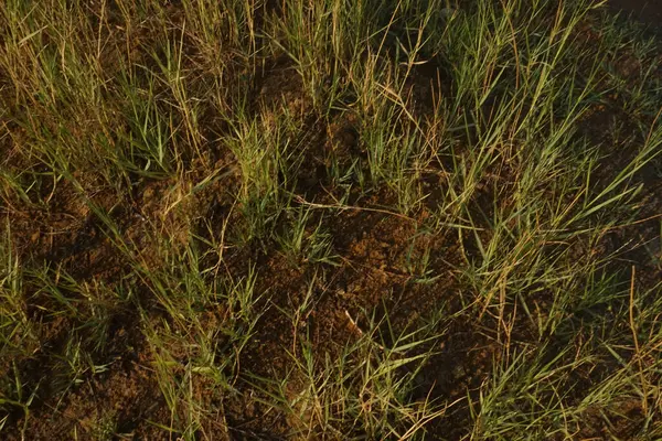 The texture of green grass on red soil is suitable for background