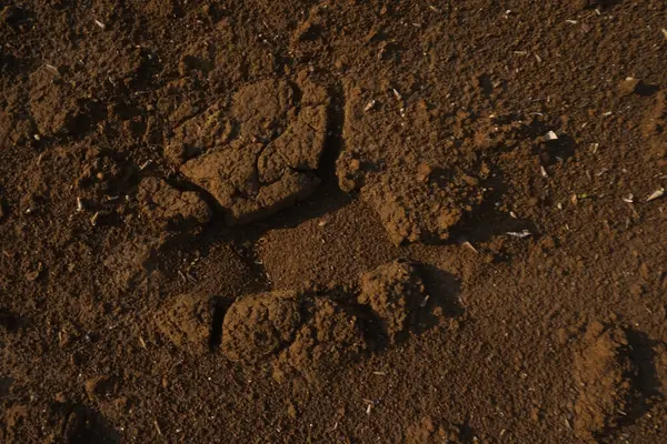 Kurak mevsimde kuru toprak dokusu fotoğrafı, arka plan için uygun