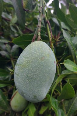 Mangolar hala ağaçta asılı, hasat edilmeye hazır.