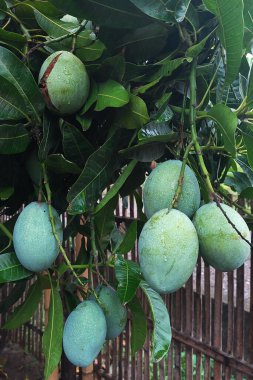 Mangolar hala ağaçta asılı, hasat edilmeye hazır.