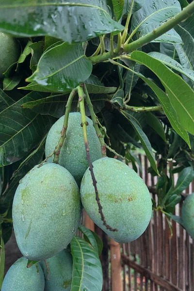 stock image Mangoes still hanging on the tree ready to be harvested