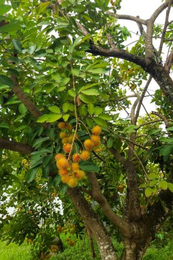 Rambutan meyvesi hala ağaçta asılı. Lezzetli Endonezya yaz meyvesi.